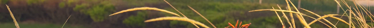 strings.alt.image
