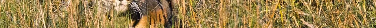 strings.alt.image