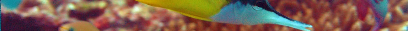 strings.alt.image