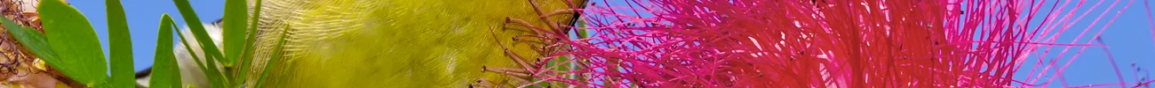 strings.alt.image