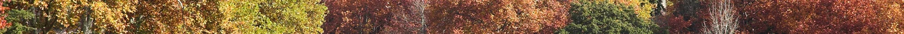strings.alt.image